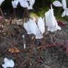 Cyclamen hederifolium 'Album' -- Efeublättriges Alpenveilchen 'Album'